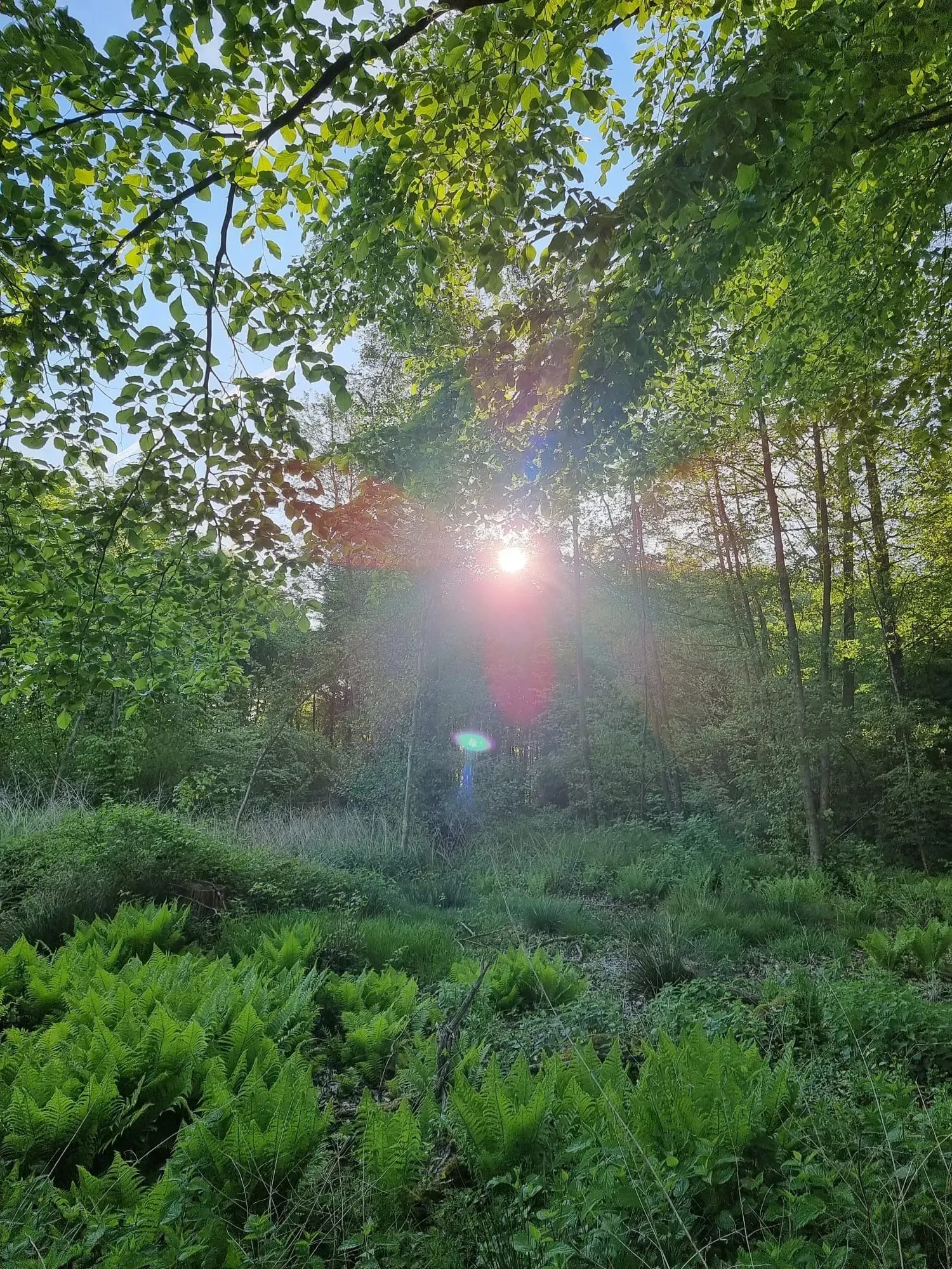 Energetische Klopftechnik (AEP) nach Gallo – mit Sandra Hielscher